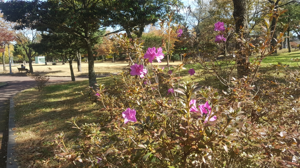 지난해 11월 제주대학교 아라캠퍼스에 봄꽃인 철쭉이 피어 있는 모습.