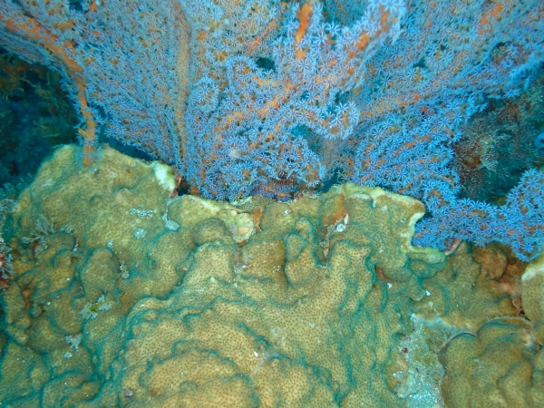 빛단풍돌산호(사진 아래쪽)가 제주 바다에서 서식하는 고유종인 둥근컵산호의 군체를 덮어버린 모습. [사진제공 녹색연합]