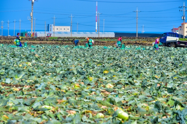 제주시지역에서 양배추를 수확하고 있는 모습. 사진은 기사내용과 관련 없음.