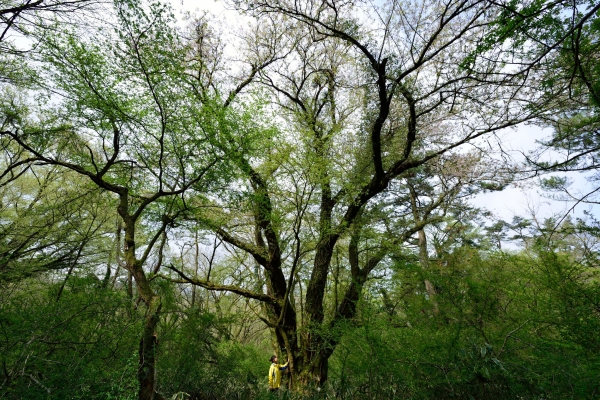 국가 산림문화자산으로 지정된 수령 272세의 최고령 왕벚나무. 제주시 봉개동 산78-1번지 개오름 남동쪽 방면에 자리하고 있다. 사진 난대아열대산림연구소 제공.