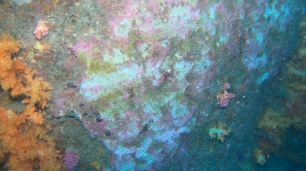 서귀포 문섬 바다 속 분홍바다맨드라미 서식지의 암반이 긁힌 모습. 사진 녹색연합 제공.